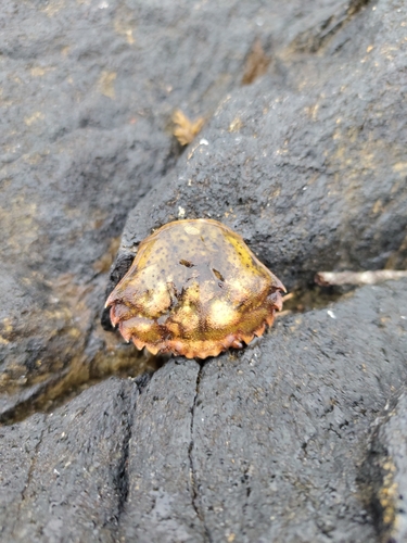 European Green Crab