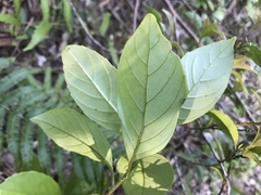 Maesa japonica