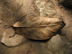 Caryodendron orinocense