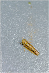 Deltocephalini