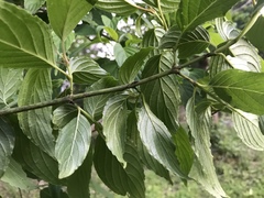 Cornus macrophylla