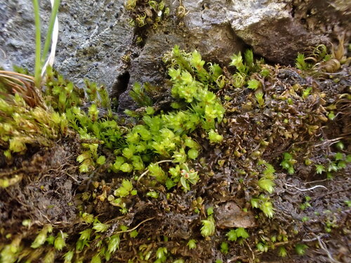 Pohlia drummondii observed 2026-07-22