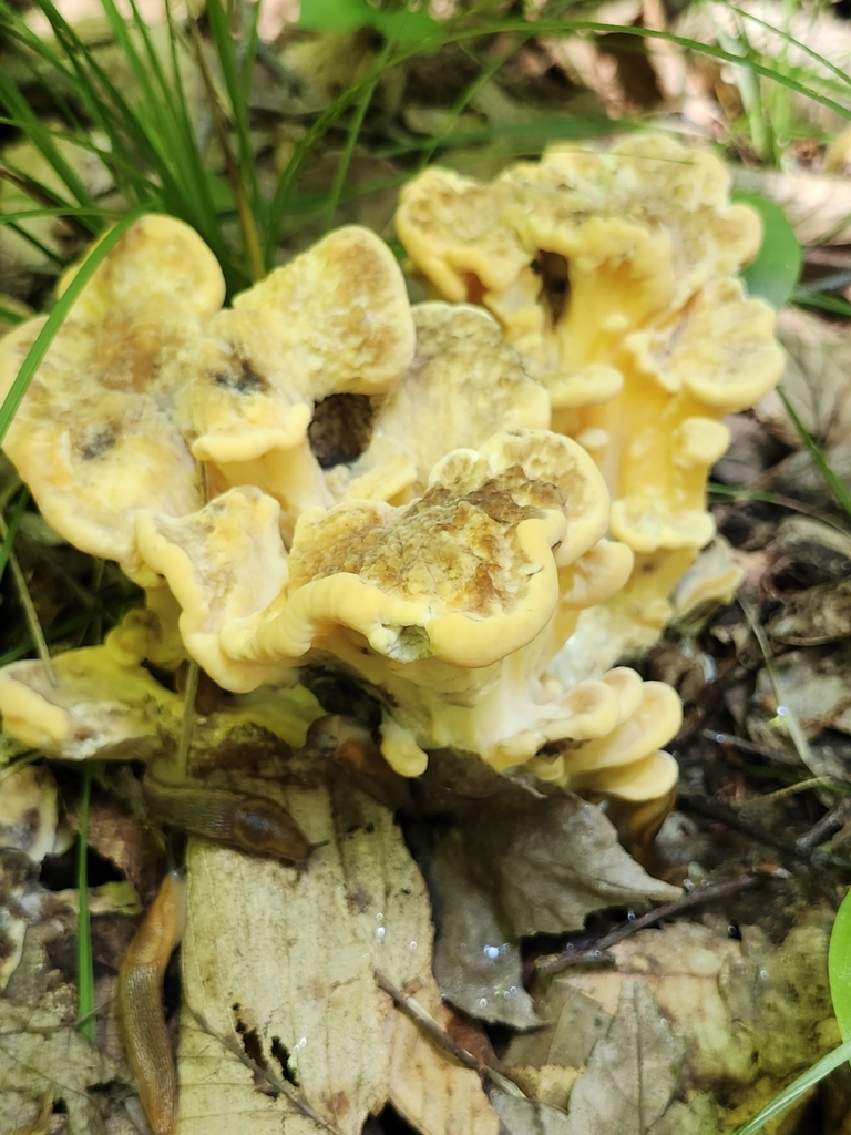 Black-staining Polypore · July 2026 · photo: Photo: no rights reserved · iNaturalist