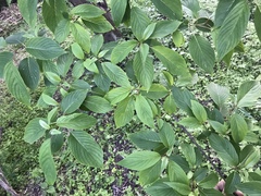 Cornus macrophylla