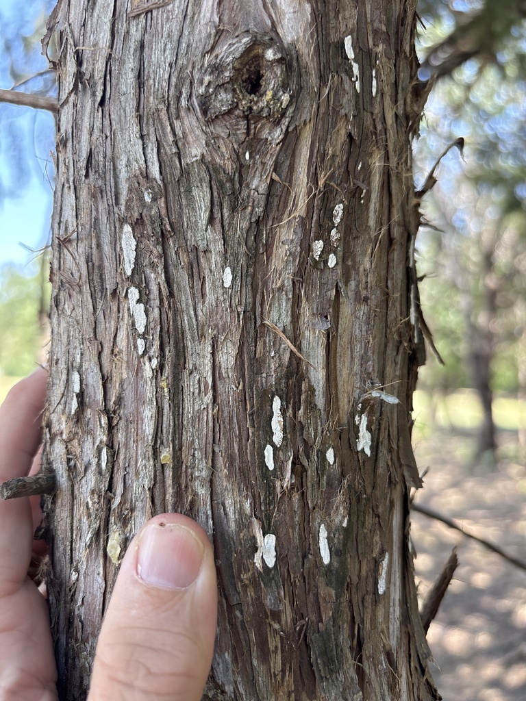 Dendrothele nivosa · July 2026 · photo: Photo: (c) Sam Kieschnick, some rights reserved (CC BY) · iNaturalist