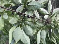 Cornus macrophylla