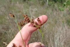 Rhynchospora elliottii