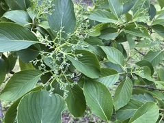 Cornus macrophylla
