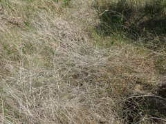 Schizachyrium tenerum