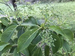 Cornus macrophylla