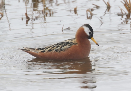 iNaturalist image
