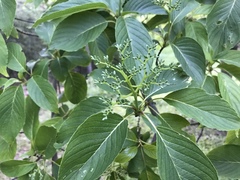 Cornus macrophylla
