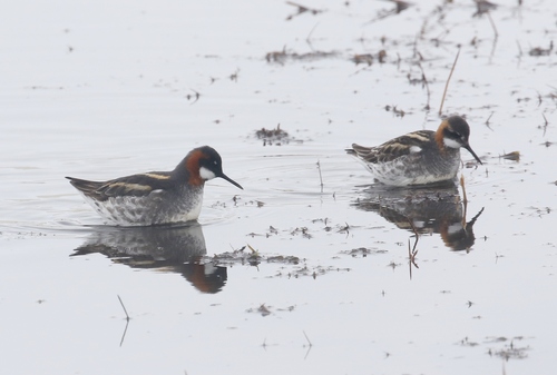 iNaturalist image