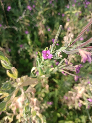 Great Willowherb