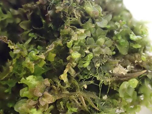 Harpanthus flotovianus observed 2026-07-22
