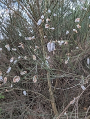 Cytisus striatus, photograph (c) Johnny C, some rights reserved (CC BY)