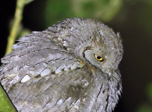 Autillo europeo (Otus scops)