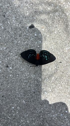 Atala