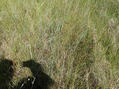 Andropogon capillipes