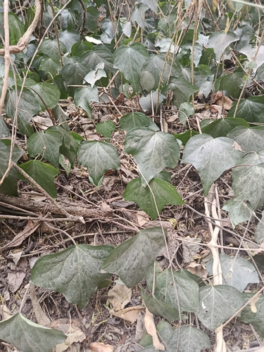 Hedera canariensis