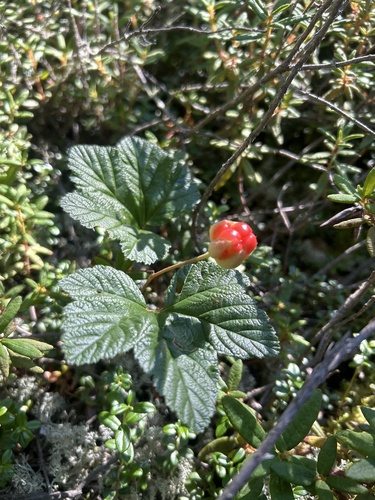 cloudberry