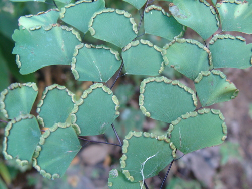 Adiantum amplum, photograph 1