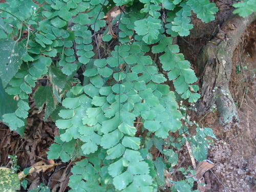 Adiantum amplum, photograph 5