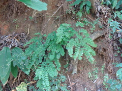 Adiantum amplum, photograph (c) Alexis López Hernández, some rights reserved (CC BY)