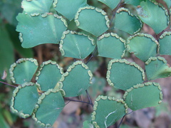 Adiantum amplum, photograph (c) Alexis López Hernández, some rights reserved (CC BY)
