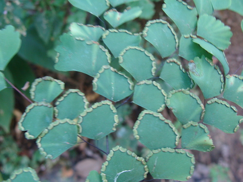 Adiantum amplum, photograph 4