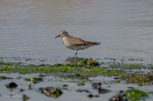 iNaturalist image