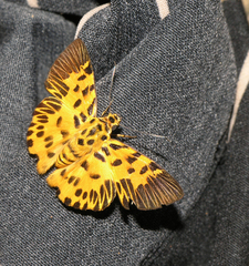 Odina decorata