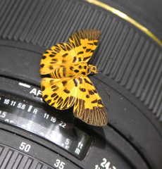 Odina decorata