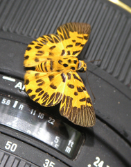Odina decorata