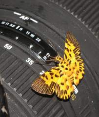 Odina decorata