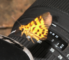 Odina decorata