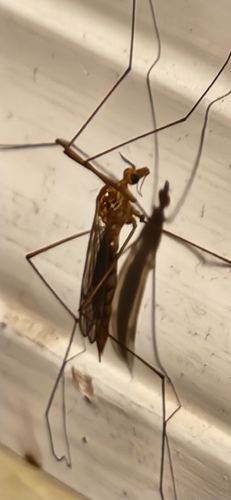 Ferruginous Tiger Crane Fly