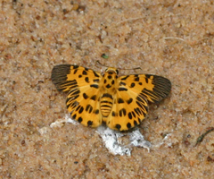 Odina decorata