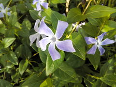 Vinca difformis