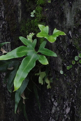 Pyrrosia polydactylos