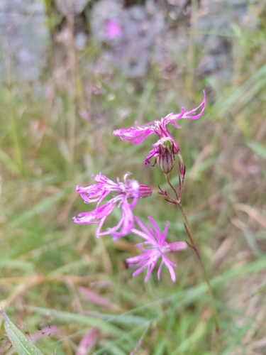 ragged-robin