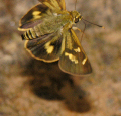 Thoressa masoni
