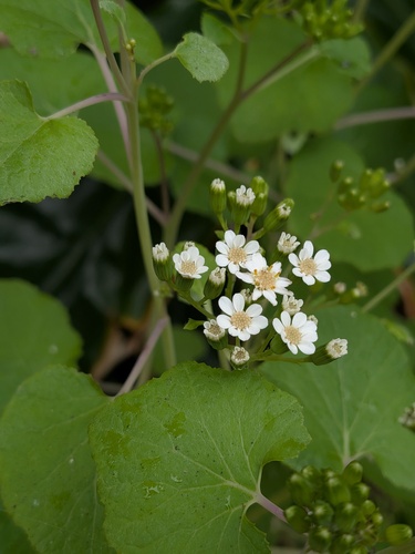 Pericallis malvifolia, photograph 1