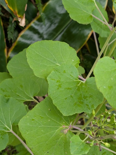 Pericallis malvifolia, photograph 2