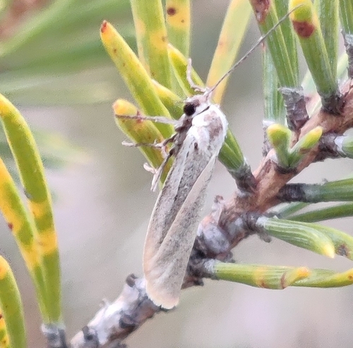 Eilema lutarella