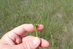 Sabatia gentianoides