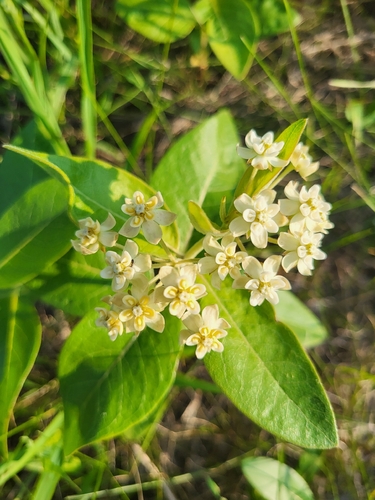Asclepias ovalifolia, 2026-07-22