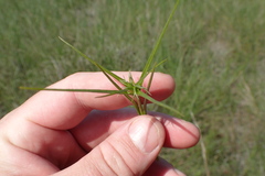 Sabatia gentianoides