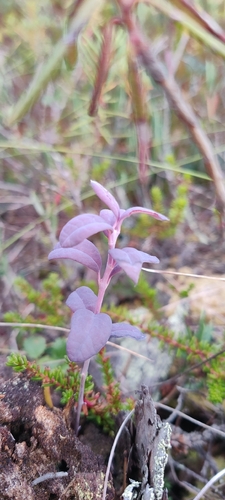 Exobasidium karstenii