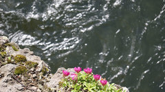 Rhododendron camtschaticum